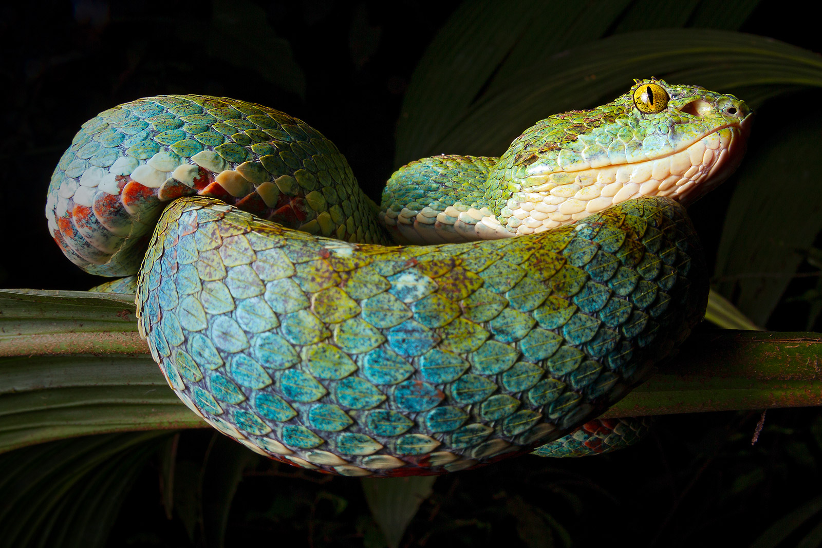 Turquoise morph of the Ecuadorian Eyelash-Pitviper