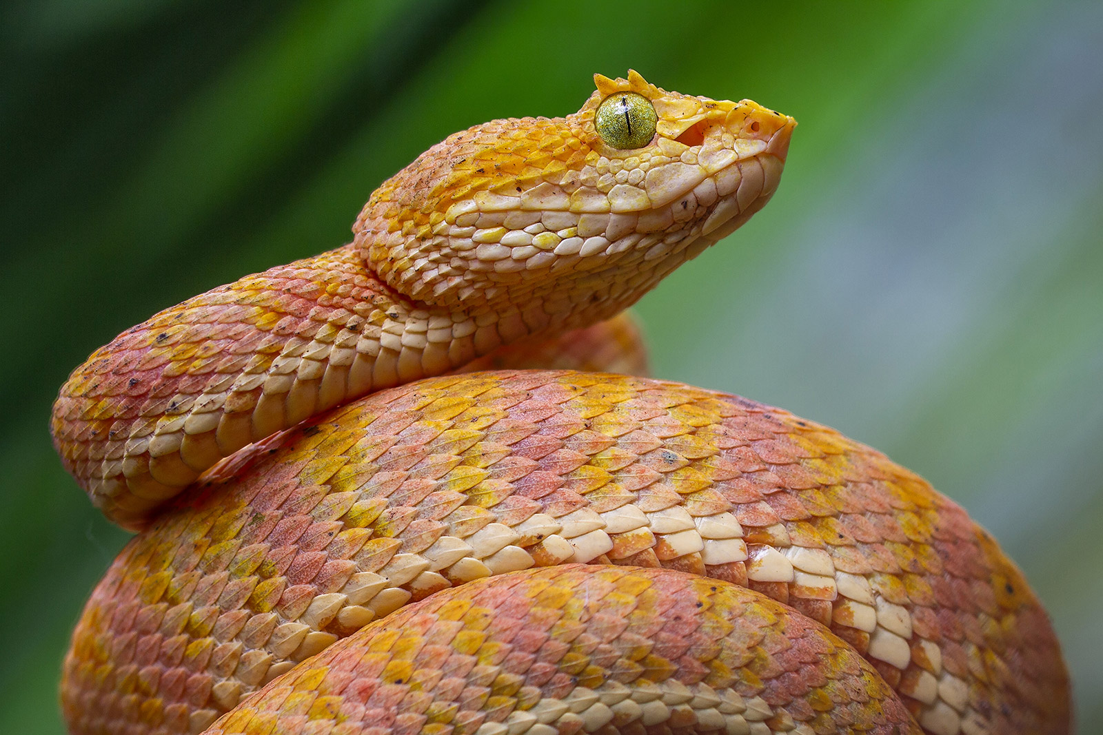 Yellow-pink morph of the newly discovered Bothriechis rahimi