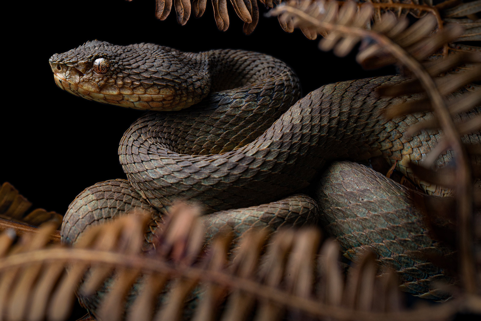 Brown morph of the newly discovered Bothriechis rasikusumorum