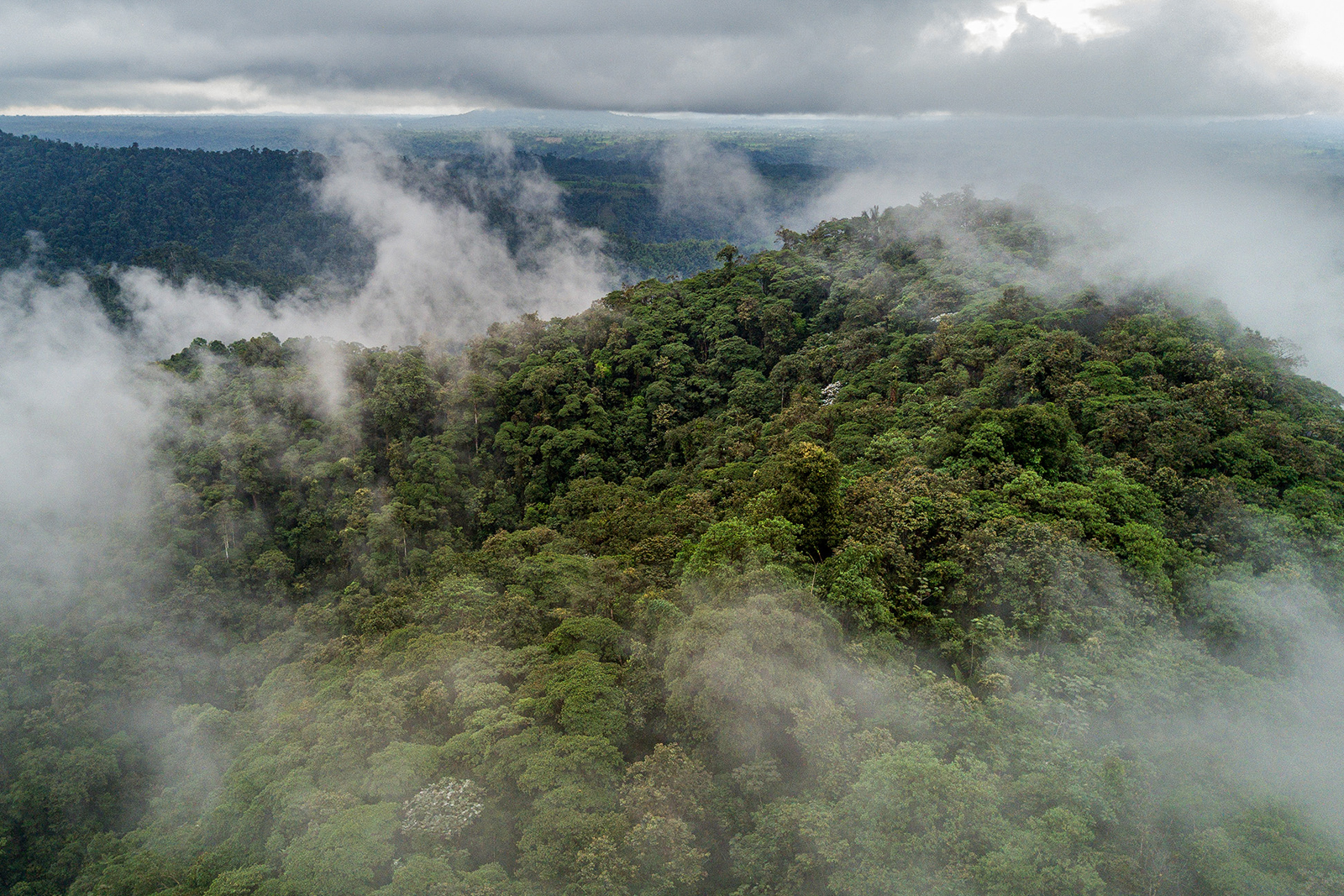 Aerial photo of the Chocó rainforest, home to two of the newly discovered species