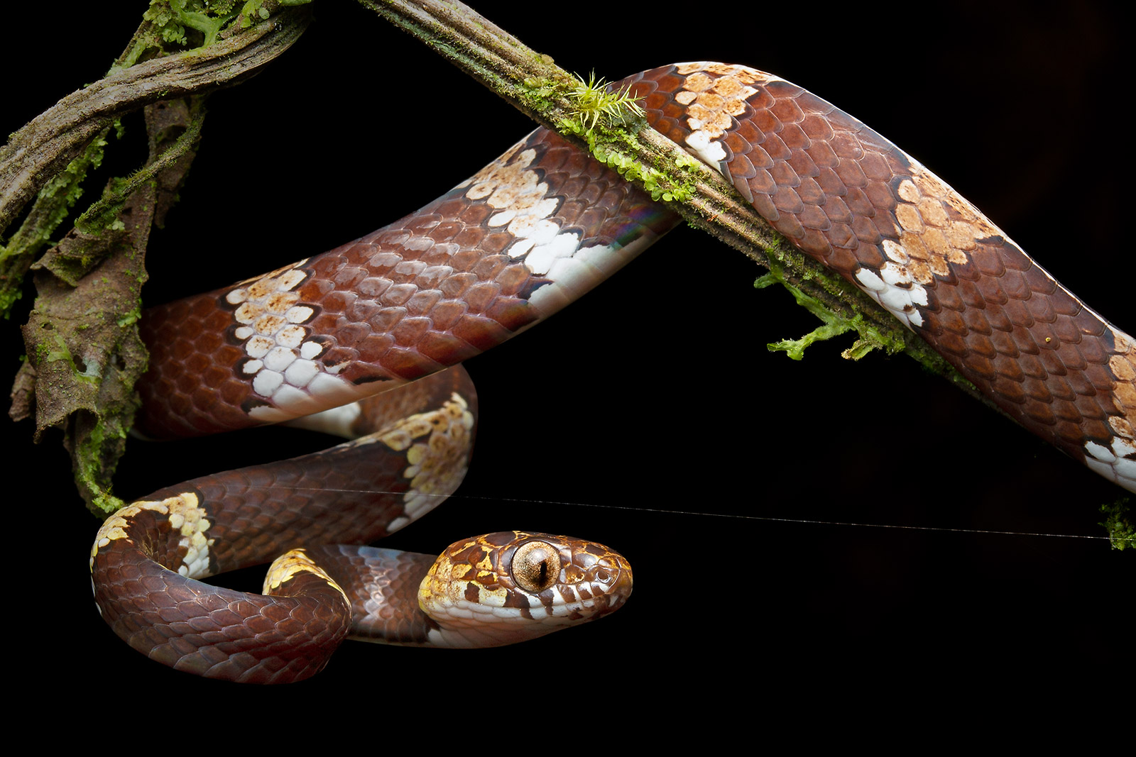 Close-up of Dipsas welborni