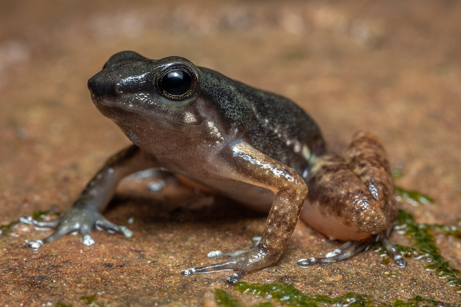 Image showing an individual of Hyloxalus maculosus