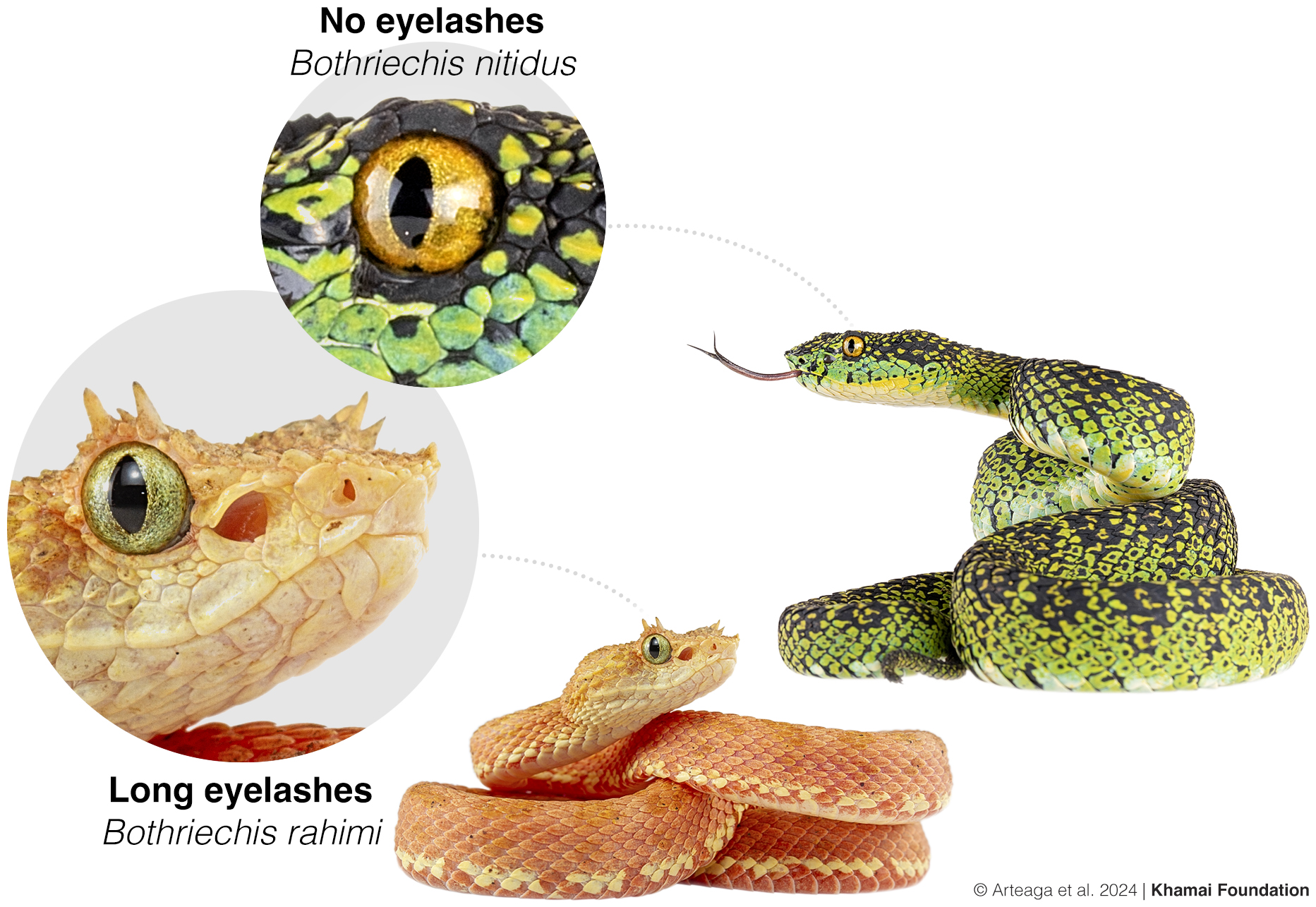 Figure showing the condition of the eyelashes in two species of Bothriechis