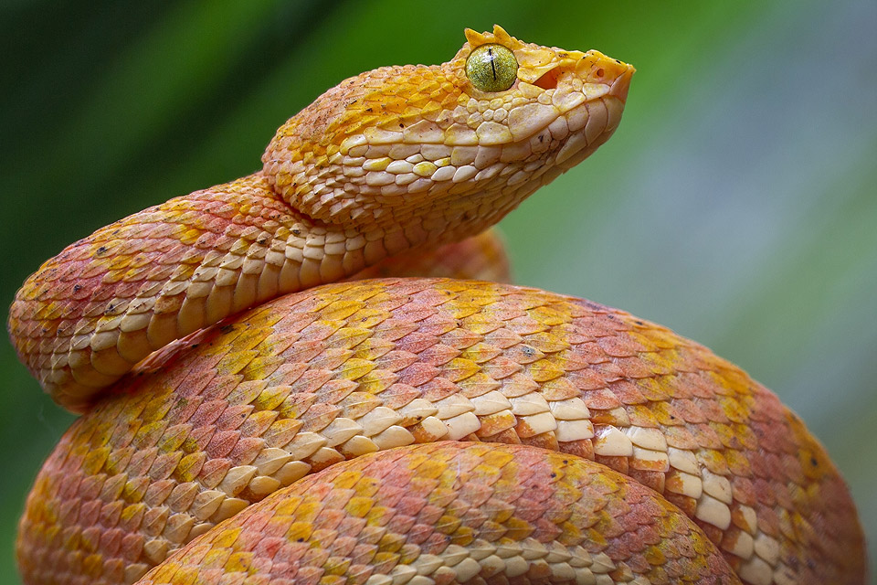 Image of a Bothriechis rahimi