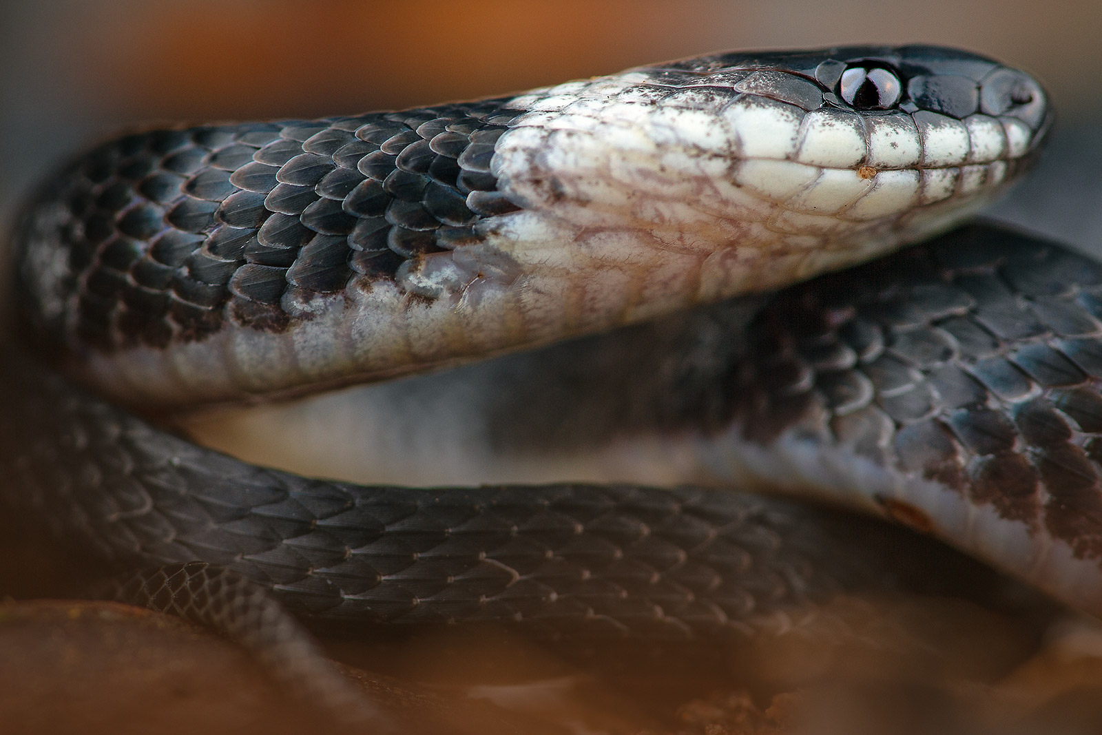 Close-up of the Tudors’s Coffee-Snake (Ninia guytudori)