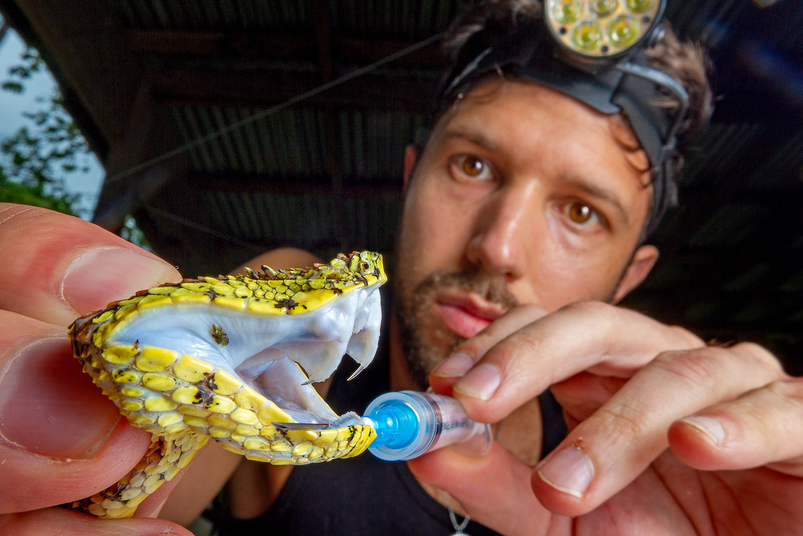 Researcher Alejandro Arteaga examines the fangs of a specimen of Bothriechis nigroadspersus