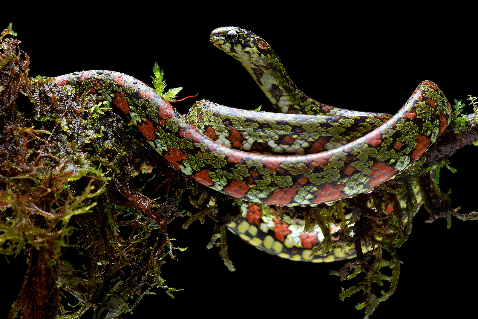 Image showing an individual of the snail-eating snake Sibon ayerbeorum