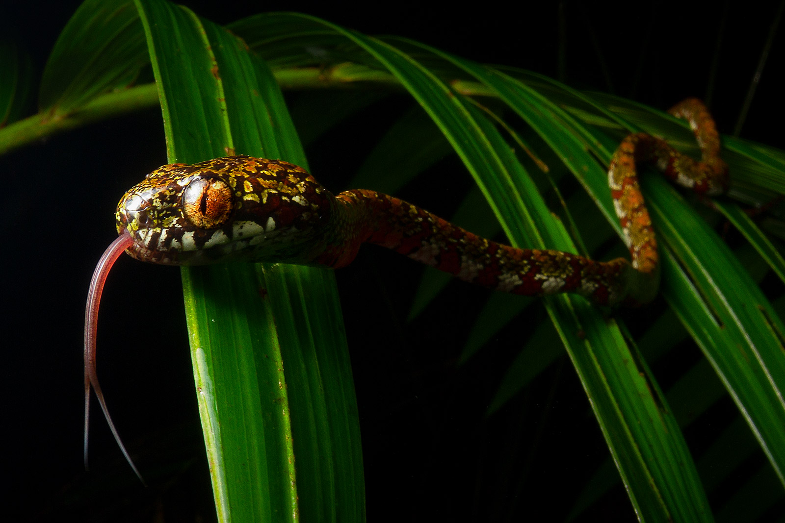 Close-up of Sibon irmelindicaprioae