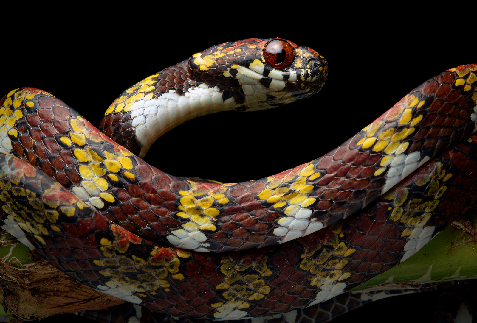 Image showing an individual of the snake Sibon marleyae