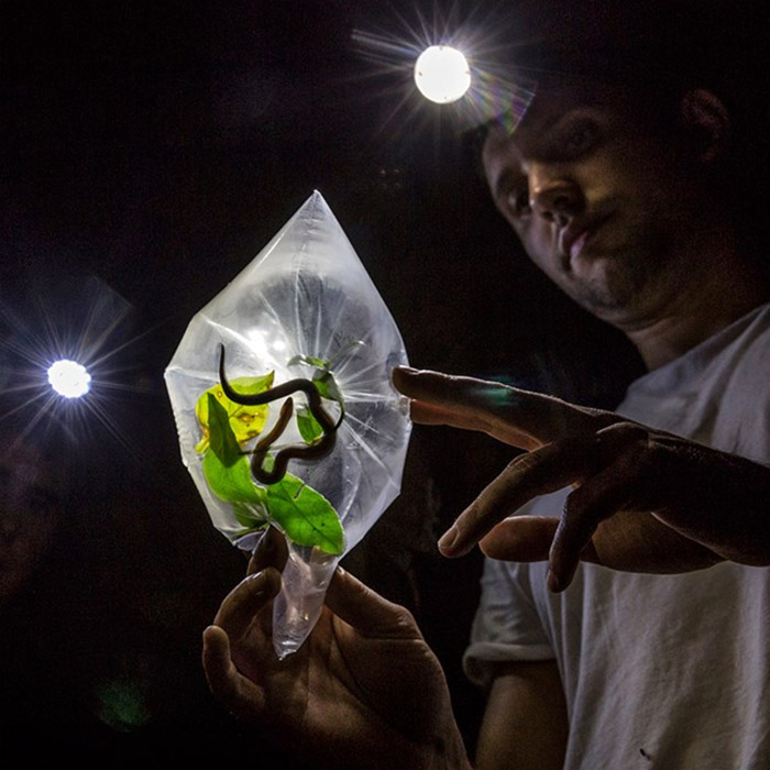 Biologist Alejandro Arteaga holding a specimen of Atractus