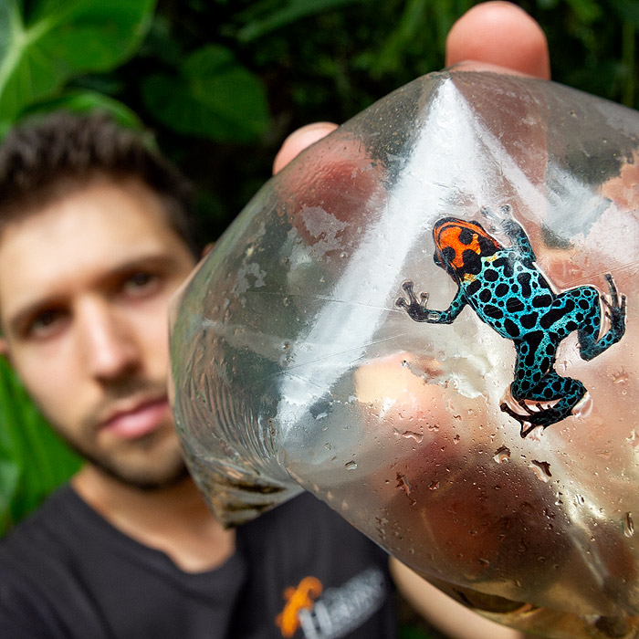 Alejandro Arteaga showing the ventral aspect of a poison frog
