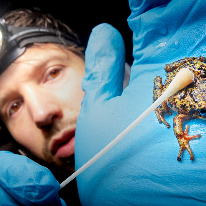 Alejandro Arteaga swabbing a frog for chytrid fungus in Sangay National Park, Ecuador