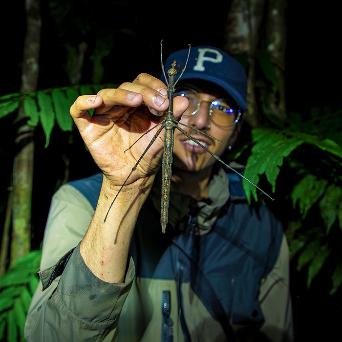 Image showing biologist Ángelo Julián Ávila-Jimenez holding a jumping stick grasshopper