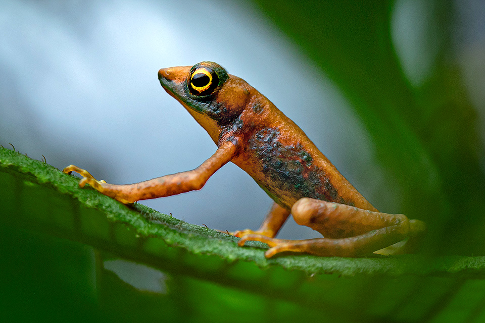 Photo of a Mindo Harlequin Toad