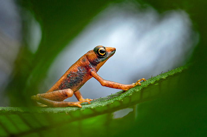 Image of Soli-Tyrone the Mindo Harlequin Toad