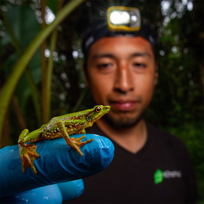 Image showing park ranger Gerardo Obando holding a Mindo Harlequin Toad