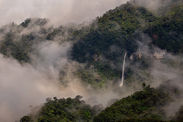 Image showing the cloud forest at Llanganates National Park