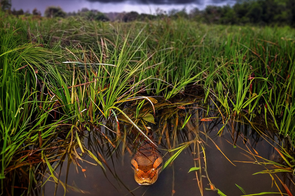 Image showing an anaconda submerged in a black water lagoon