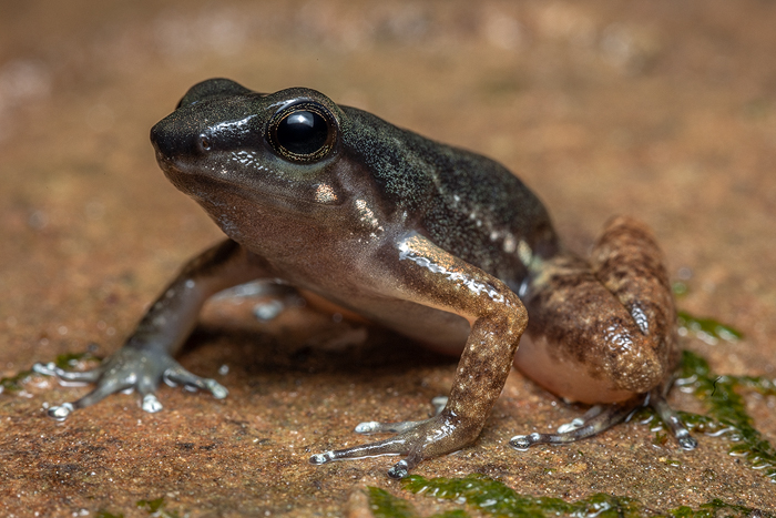 Image of the Spotted Rocket Frog